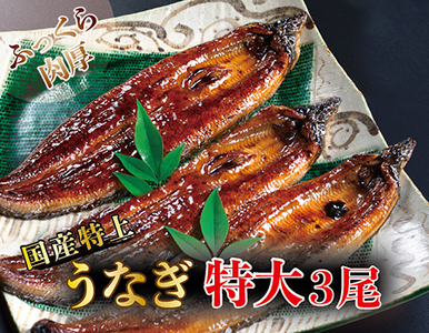 国産！特上うなぎのかば焼き 約250g × 3尾