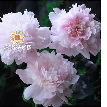 青禾園藝-貴妃芍藥花種子 （SY-10）粉色係重辦濃香型多年生觀賞花卉耐熱大花型庭院陽台盆栽非牡丹四季可種植#自留種