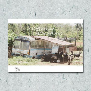 旅行攝影/ 夢想站/ 羊群/金門照片 /卡片 明信片