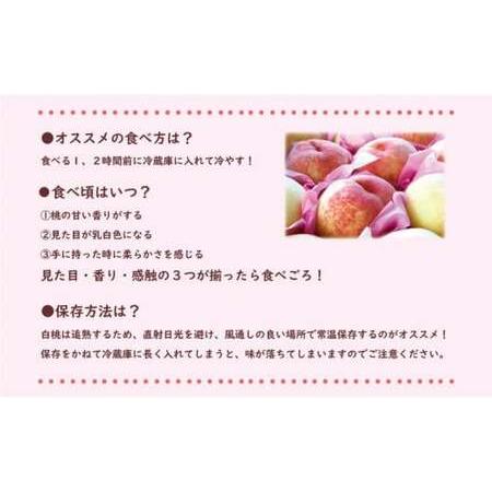 ふるさと納税 岡山県産 白桃（晩生種） 最高ランク！ロイヤル約4kg 8〜15玉（令和６年8月以降発送） 岡山県備前市