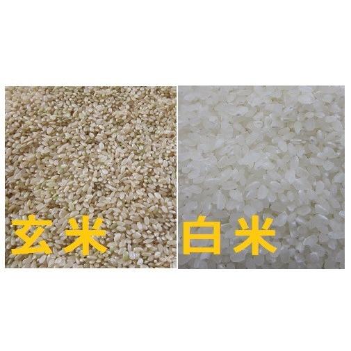 新米つや姫  令和5年産 山形県産 つや姫 特別栽培米 お米 5kg 送料無料 玄米 白米 山形 つや姫 玄米 から 精米 選択可能