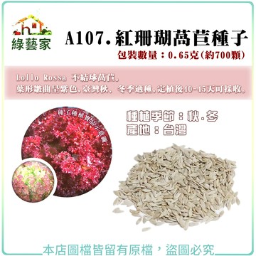 【綠藝家】A107.紅珊瑚萵苣種子0.65克(約700顆) Lollo Rossa 不結球萵苣 葉形皺曲呈紫色。