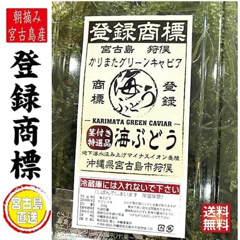 生 海ぶどう 茎付き２?（250g×8）茎が多いB品です 沖縄 宮古島 直送寒さに弱いため4月末日まで北海道、東北、北陸地方の発送を中止して