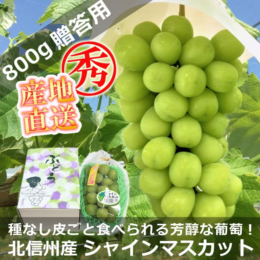 長野県北信州 産地直送 シャインマスカット 贈答用 特上品 1房 約800g 化粧箱入 限定販売