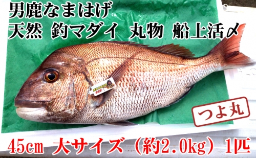 （数量・期間限定）男鹿なまはげ 天然 釣マダイ 船上活〆 大サイズ 約45cm 1匹 つよ丸※東北・関東限定