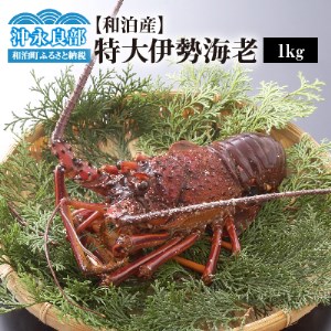 活き〆冷凍　特大伊勢海老１ｋｇ（１～２尾）