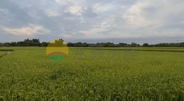 湖口王爺壟重劃區旁 稀有6000坪乙工臨30米路｜新竹縣湖口鄉中勢段