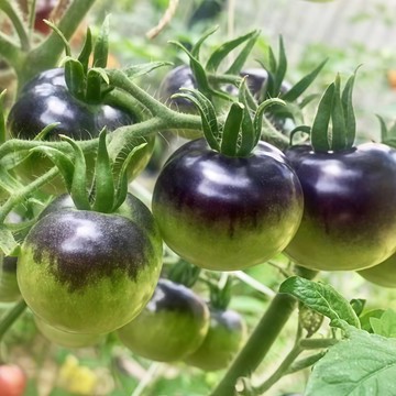 青禾園藝（黑裙子番茄種子）FQ-34🍅迷你矮生西紅柿水果番茄盆栽果菜蔬菜種子#tomato