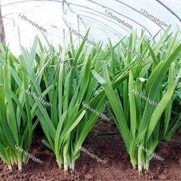 現貨 韭菜種子（500粒）寬葉韭菜/四季韭菜 有機種子 家庭菜園 多茬采收 陽台盆栽可種 生長快速 可多次收割 新手友善