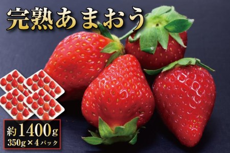 完熟 あまおうイチゴ 350g×4（1400g）