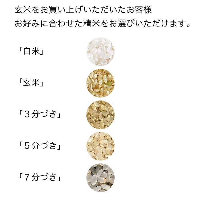 新米 米 10kg 5kg×2袋セット お米 玄米 ゆきひかり 北海道産 玄米 白米 分づき米 令和5年産 送料無料