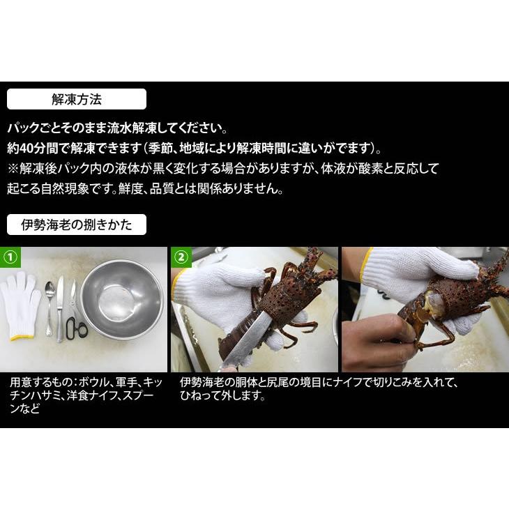 刺身用伊勢海老　活〆　180ｇ〜220ｇ　１尾　中サイズ　[凍眠冷凍伊勢海老]