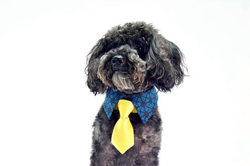 寵物單面襯衫領- 藍色BY (XS/S/M/L)