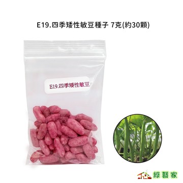 E19.四季矮性敏豆種子7克(約30顆)(有藥劑處理)(無藤蔓，長勢強，生長迅速，株高約45公分)【綠藝家】