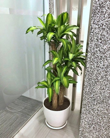 【限新竹地區】【送禮盆栽】巴西鐵樹 | 經典水缸瓷盆 | 霧面白