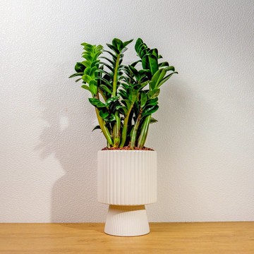 金錢樹白色高腳陶盆 桌上盆栽 室內植物 禮物