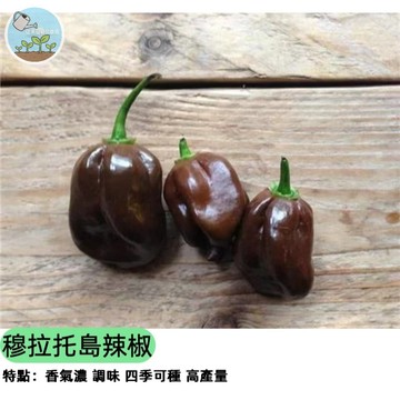 🌶️【稀有辣款】穆拉托島辣椒種子 巧克力色超辣 煙燻風味 巴西頂級辣種 盆栽可種 調味神器 辣控必收 豐產易種