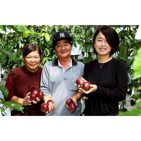 ふるさと納税 南国の果物　パッションフルーツ　2kg　贈答用 沖縄県南風原町