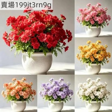 現貨 新品種 落雨花種子（250粒）多年生 四季種植 陽台綠植花卉種子 盆栽庭院四季種植 淨化空氣 易種植 花卉種子