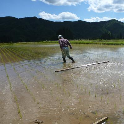 ふるさと納税 魚沼市 魚沼産　昔ながらのコシヒカリ　精米10kg