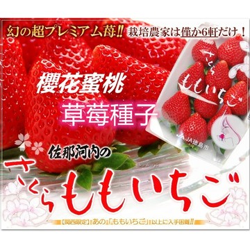 【日本稀有品種】德島櫻花水蜜桃草莓種子 さくらももいちご 夢幻粉白果實 水蜜桃香氣 高觀賞價值 陽台盆栽可種 限量珍貴種