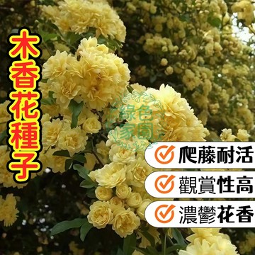 🌼木香花種子🌼 七里香 攀藤皇后 香花瀑布 陽台盆栽 庭院圍籬 新手挑戰 現貨附低溫催芽技術 滿額免運
