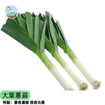 🧄【台灣四季可種】大葉蔥蒜種子 又稱大蔥/日本蔥 蔥白粗長 炒菜爆香必備 蔬菜種子 家庭陽台盆栽 新手易種