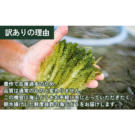 ふるさと納税 沖縄県 糸満市 ぷちぷち海ぶどう300g