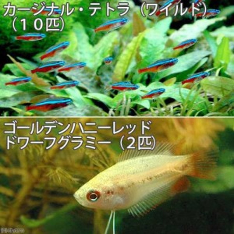 熱帯魚 カージナルテトラ ワイルド １０匹 ゴールデンハニーレッド ドワーフグラミー ２匹 北海道 九州 沖縄航空便要 通販 Lineポイント最大get Lineショッピング