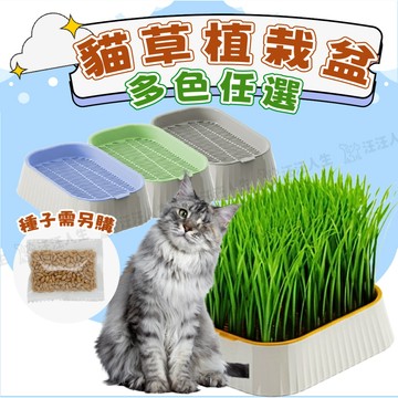 DIY貓草植栽盆 貓草 新鮮大麥 小麥  貓草盒 無土貓草 水培植栽 兔子小麥草 貓綠蔬菜 蔬菜添加