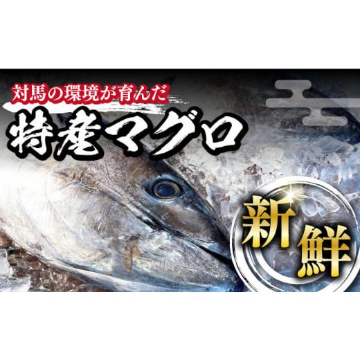 ふるさと納税 長崎県 対馬市 対馬産 養殖 本マグロ 2種  地魚 浜干し 干物 2種 セット （ 赤身 ／ 中トロ ／ 干物 ）《対馬市》 マグロ 鮪 本鮪 …