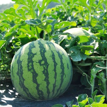 🍉【冰淇淋西瓜種子】🍉 黃心早熟禮品夏季甜瓜種子 黃瓤水果種籽薄皮  水潤多汁 果肉金黃四季播陽臺庭院盆栽種子