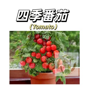 嘉義現貨（四季番茄種子大全）聖女果生吃水果小番茄大果西紅柿櫻桃番茄多年生四季播種盆栽果菜蔬菜種子#tomato
