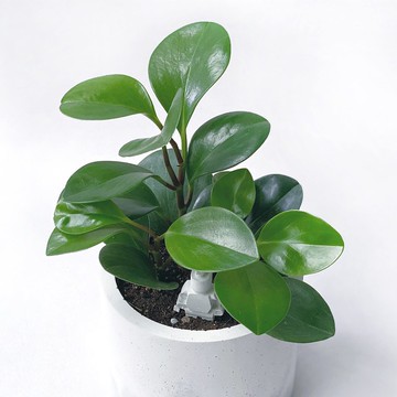 (預購) 圓葉椒草 贈小機器人 12.9cm中圓形四吋白灰水泥植栽