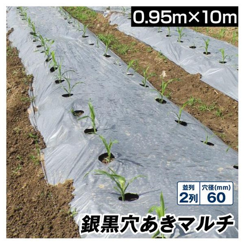 農業用マルチシート 農ポリ 銀黒穴あきマルチ 2列60 0.95×10m 1枚 少量 使い切り 農用 マルチング 被覆資材 ポリエチレン 国華園 |  LINEブランドカタログ