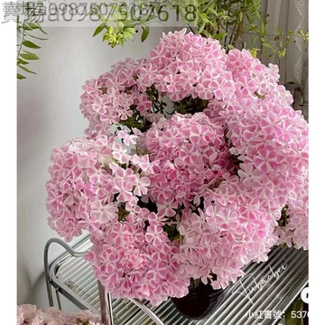 12h出貨 福祿考（100粒）福祿考花種籽子四季播種開花好養活室內室外陽臺花卉盆栽玫瑰花種 福祿考種子