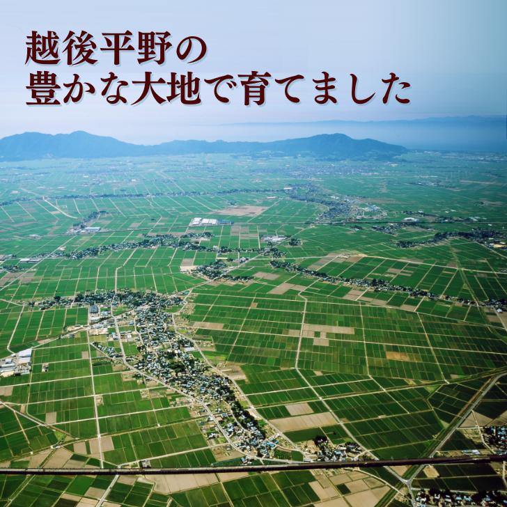 新米 5年産 玄米 通販 米 新潟 産 コシヒカリ 玄米 5kg こしひかり 減農薬 農家 直送 生産者 コシヒカリ 5kg 新潟県産 玄米 おすすめ 玄米 販売