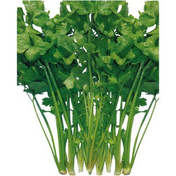 【拈花微笑】白芹菜｜種子｜5g｜非基因改造種子｜蔬菜｜蔬果｜有機無毒｜高發芽率