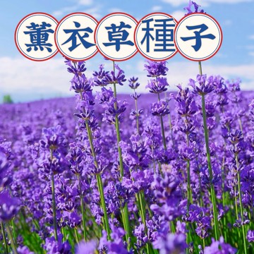 💥蝦皮熱銷薰衣草種子 (500粒）觀賞花海種子  英國玫瑰薰衣草種子 進口普羅旺斯種子 盆栽花卉種子 超高發芽