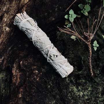 白色鼠尾草_迷你