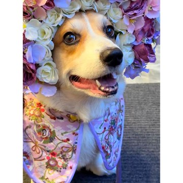 寵物貓狗國風流蘇斗篷柯基邊牧新年喜慶貴賓復古唐裝過年衣服泰迪