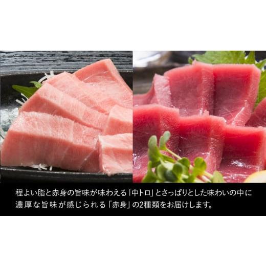 ふるさと納税 大分県 津久見市 本マグロ まぐろ 中トロ 約500g・赤身 約600gセット 鮪 海鮮丼 刺し身 刺身 盛り合わせ 冷凍 魚の刺身 大分県産 九州産 津久見…