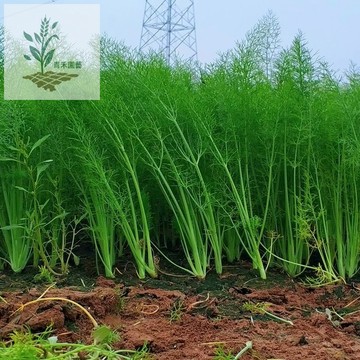 青禾園藝（茴香種子大全）四季種植 調味香料 茴香籽 廚房花園 養生茶飲 盆栽蔬菜 辛香料種子 健胃香料 草本植物種子