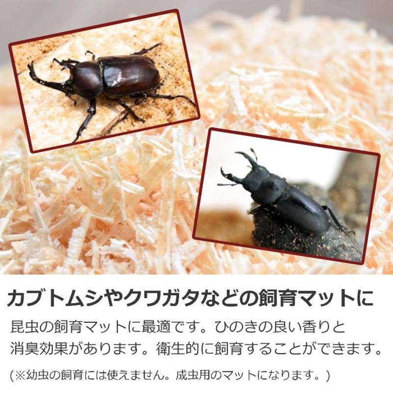 カブトムシ マット コレクション 激安