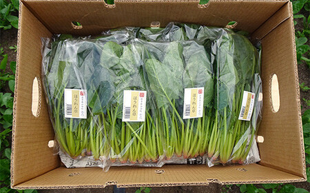 いわき農園の新鮮ほうれん草セット 2kg ホウレンソウ 野菜 YD-387