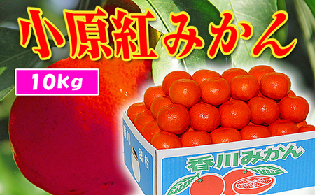 香川県のオリジナル品種 小原紅早生みかん約5kg×2箱