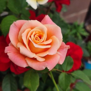 🌹（朱小姐玫瑰種子）當年新種 包對版 多年生可做切花 四季懶人室內外庭院盆栽花卉種子 耐寒易活 綠植物鮮花種子