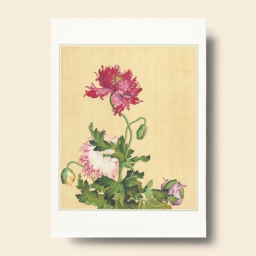 【藝術畫卡】仙萼長春 罌粟 | B4畫卡