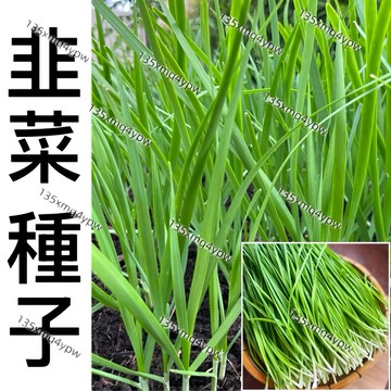 台灣 24H發韭菜種子（100粒）老品種小細葉韭菜種籽 香味十足 黃花菜大葉韭菜種子 四季陽台庭院盆栽種植 新手易種易養