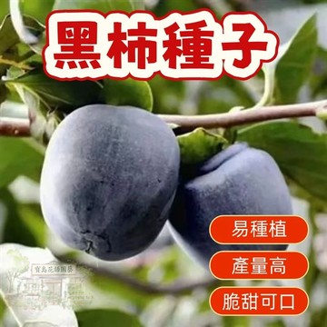 🔥（黑柿子種子） 當季新籽 發芽率高 新手易種植 營養豐富 脆甜可口 長勢較快 陽台庭院盆栽#超優惠